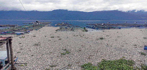 BIKIN RESAH: Bangkai ikan masih mengotori permukaan Danau Maninjau di Nagari Tanjungsani, Agam, kemarin.(PUTRA/PADEK)