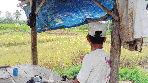 PUPUK MAHAL: Petani memandangi padi di sawahnya yang mulai menguning, Selasa (8/11).(RIZKI/PADEK)