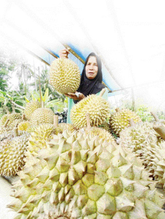 PALING DIMINATI: Fatmawati penjual durian, memperlihatkan durian terbaik yang ia jual.(SY RIDWAN/PADEK)