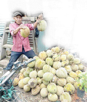 MELIMPAH: Salah seorang pemilik kebun durian di Pasialaweh memperlihatkan hasil panen buah duriannya.(IST)