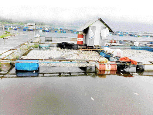 TAK TERBENDUNG: Bangkai ikan terlihat bertebaran di petak-petak keramba milik penambak KJA Danau Maninjau. Ikan itu mati mendadak secara massal sejak beberapa hari lalu.(PUTRA/PADEK)