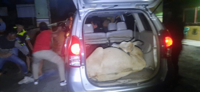 TAK BERKUTIK: Jajaran Satreskrim Polres Agam meringkus tiga pelaku pencurian ternak di wilayah Tiku Limojorong, Sabtu (21/1). (IST)