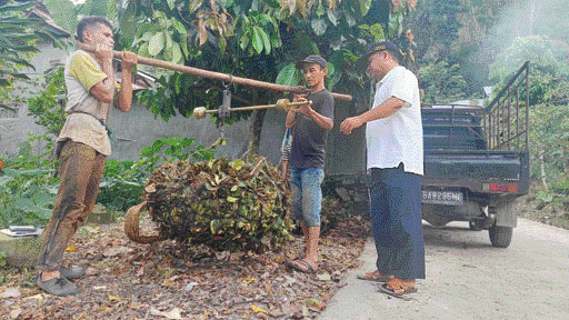 ADA HARAPAN: Salah seorang petani gambir sedang menimbang daun gambirnya untuk dijual, kemarin (1/2).(IST)