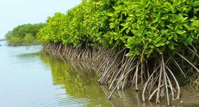 PELESTARIAN: Kondisi hutan mangrove di salah satu pesisir pantai di Pessel beberapa waktu lalu. Hutan mangrove ini dinilai dapat memperkecil risiko abrasi pantai.(IST)