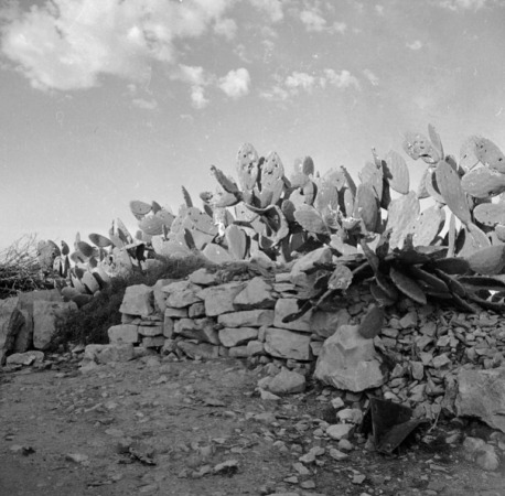 Kaktus penuh peluru terlihat di desa Deir Yassin, di mana lebih dari 100 orang Arab Palestina, kebanyakan wanita, anak-anak dan orang tua, dibantai oleh milisi Irgun-Stern, April 1948 [File: AP Photo]