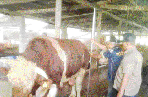 SAPI KURBAN: Tim Pemprov Sumbar menilai sapi jenis simental milik F Datuak Palindih, beberapa waktu lalu.(DOK DINAS PERTANIAN AGAM)