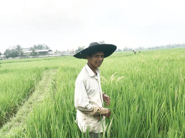 ASAP TEBAL: Salah seorang petani di Kecamatan Kototangah memeriksa tanaman padi di sawah miliknya, Selasa (3/10).(MIFTAHUL KHARIYAH/PADEK)