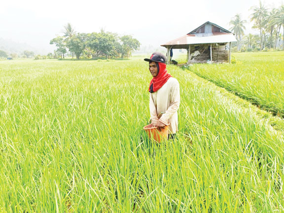 Salah seorang petani di Sungaibangek, Kelurahan Balaigadang, Kecamatan Kototangah, sedang memeriksa kondisi padi di sawahnya. (DOK PADEKS)