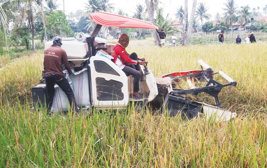 TEKNOLOGI MODERN: Mesin pemanen padi sedang beroperasi di sawah petani di kawasan Kalumbuk, Kecamatan Kuranji Padang, kemarin.(SURYANI/PADEK)