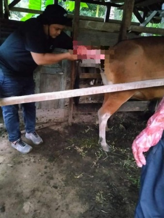 TINGKATKAN POPULASI: Petugas Keswan Dinas Pertanian Pessel sedang melakukan IB terhadap ternak sapi di Kecamatan Linggo Sari Baganti, beberapa waktu lalu.(WERI FOR PADEK)