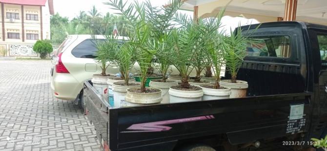 DIJUAL: Bibit kurma miliki H. Zulkifli Ramawi, alias Haji Kurma, 71 di Nagari Muaro siap untuk dijual.(YULICEF ANTONI/PADEK)