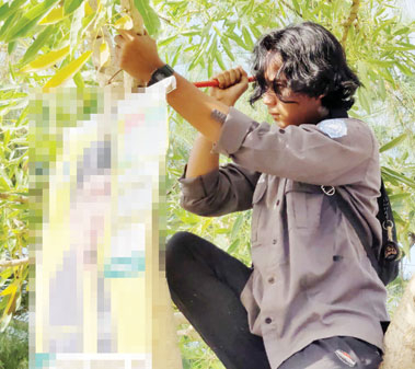 MERUSAK POHON: Aliansi Masyarakat Selamatkan Pohon mencabut APK caleg yang dipakukan pada pohon di kawasan Pantai Padang, Selasa (26/12).(DOK ALIANSI MASYARAKAT SELAMATKAN POHON)
