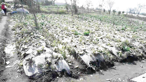 TERTUTUP ABU VULKANIK: Tanaman perkebunan warga di Nagari Aieangek, Kecamatan X Koto, Kabupaten Tanahdatar mulai layu, dan mati. Sedikitnya 180 hektare area perkebunan warga dengan tanaman sayur-mayur di wilayah ini ditutupi abu vulkanik erupsi Gunung Mar