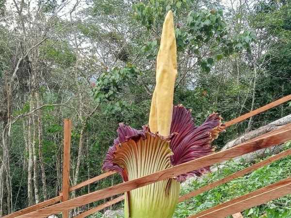 BIKIN GEGER: Bunga Bangkai ditemukan warga Nagari Buo tumbuh di ladang Rabu (7/ 2) lalu.(DOKUMEN NAGARI BUO UNTUK PADEK)