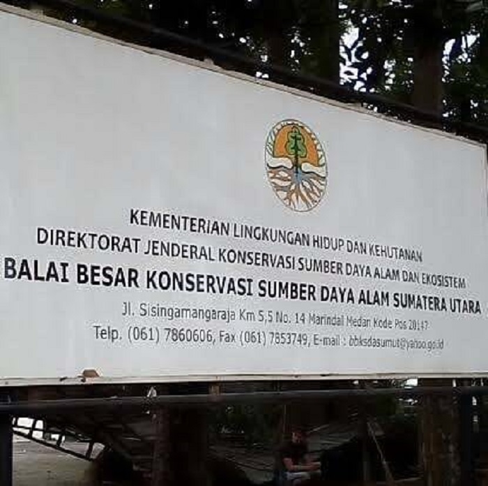 IMBAU: BKSDA Sumut Imbau Masyarakat Sei Mati Untuk Tidak Mendekati Wilayah Lintasan Buaya.