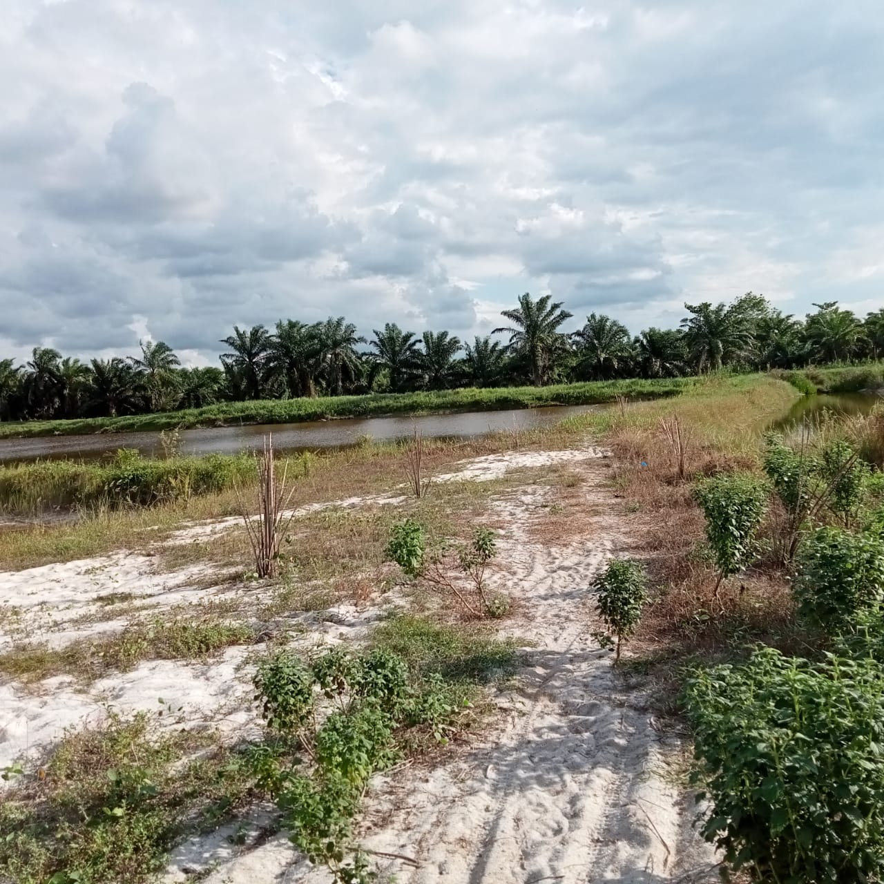 LOKASI TAMBANG: Lokasi tambang di Desa Sukaramai Kecamatan Airputih Batubara, kemarin.