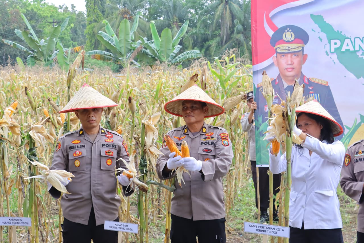 PANEN: Kapolres Tebingtinggi, AKBP Simon Paulus Sinulingga memimpin pelaksanaan panen jagung di wilayah Kecamatan Padang Hilir Kota Tebingtinggi. FOTO: SOPIAN/SUMUTPOS