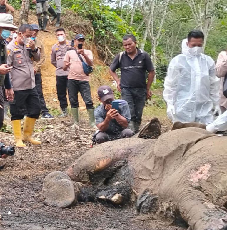 DITEMUKAN: Gajah jantan ditemukan tak bernyawa di kawasan kebun sawit yang berbatasan dengan TNGL, Desa Bukit Mas, Besitang, Langkat. Istimewa/Sumut Pos