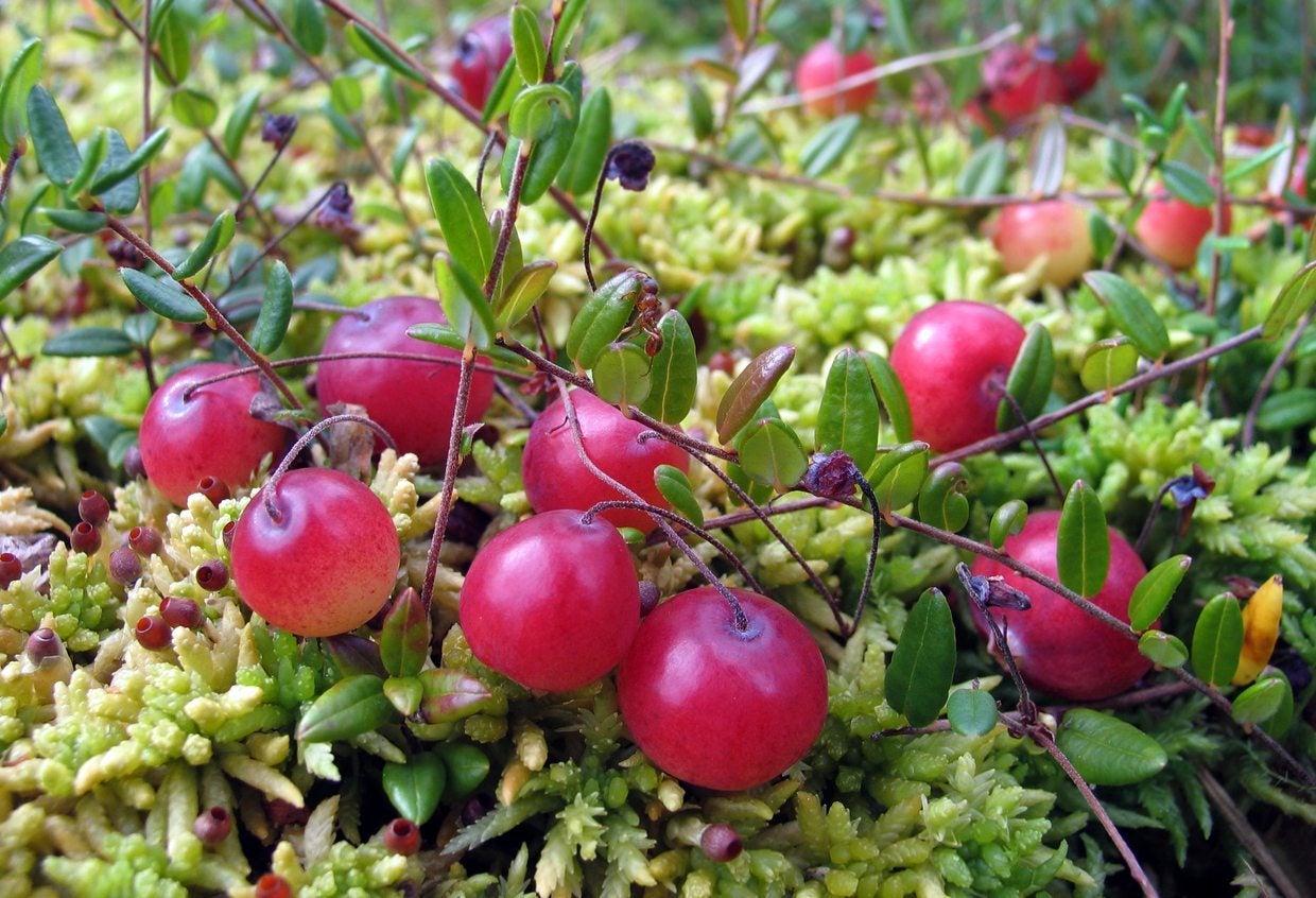 Buah Cranberry.