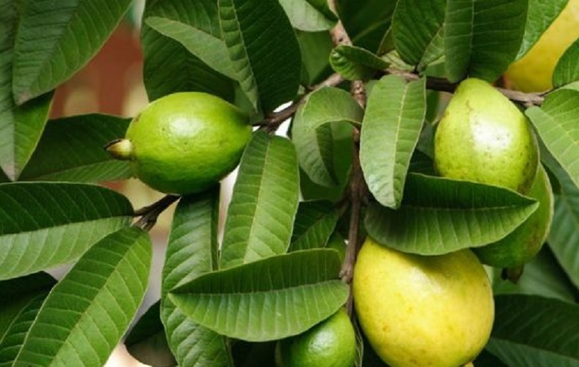 daun jambu biji. FOTO: rumah123.com