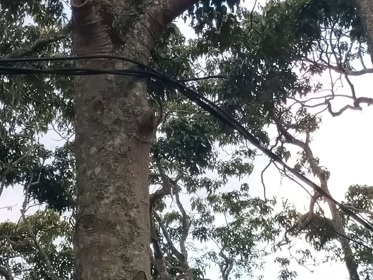 POHON: Kabel jaringan listrik tegagan tinggi diikat pada pohon kemiri dan pohon pinang di Dusun Gundaling 1 menuju Dusun Gundaling 2, Kecamatan Gunung Sitember, Dairi. (Dok: RUDY SITANGGANG/SUMUTPOS)
