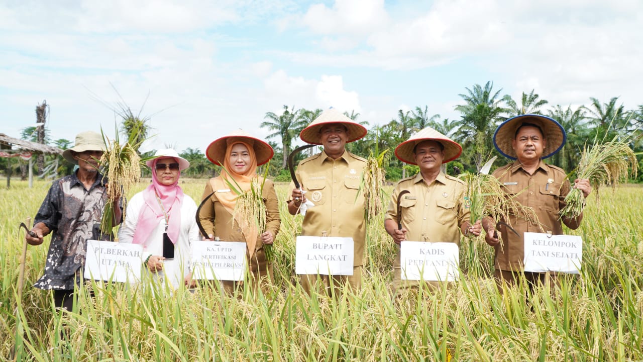 PANEN: Bupati Langkat, Syah Afandin (tiga dari kanan) saat panen padi. Diskominfo Langkat/Sumut Pos