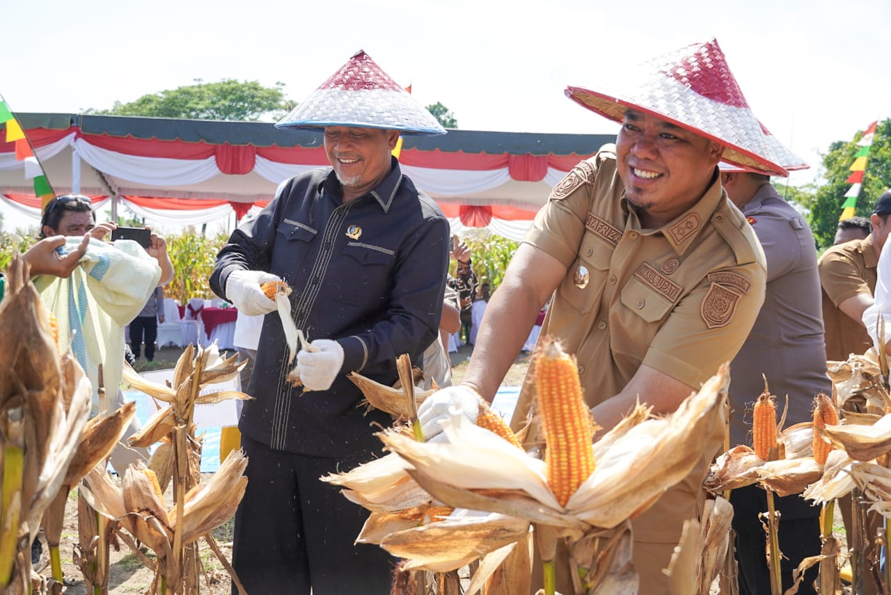 PANEN JAGUNG: Wakil Bupati Batubara  Syafrizal, SE, M.AP bersama General Manager PT. Lonsum Perkebunan Dolok Estate  Ir. Rahmat Husaini dan unsur forkopimda Batubara panen jagung kedua.