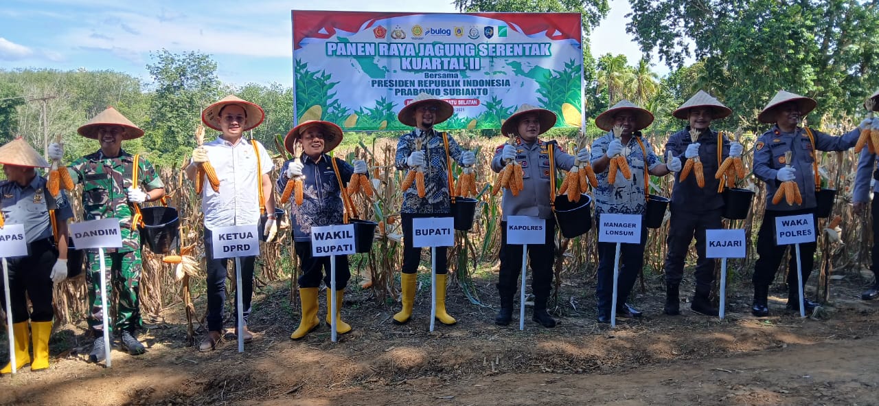 PANEN: Bupati Labuhanbatu Selatan (Labusel) Fery Syahputra Simatupang S.H dan Wakil Bupati Syahdian Purba Siboro SH dan unsur Forkopimda ikuti panen raya jagung. foto: Khairuddin/Sumut Pos
