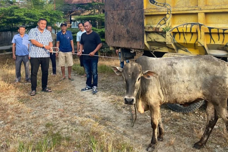 TERIMA: Lurah Kelurahan Gunting Saga, MJA Siagian menerima satu ekor lembu  hewan kurban dari Wakil Ketua Baleg DPR RI, Martin Manurung yang diwakili relawan Martin Manurung.  foto: Yongki/Sumut Pos