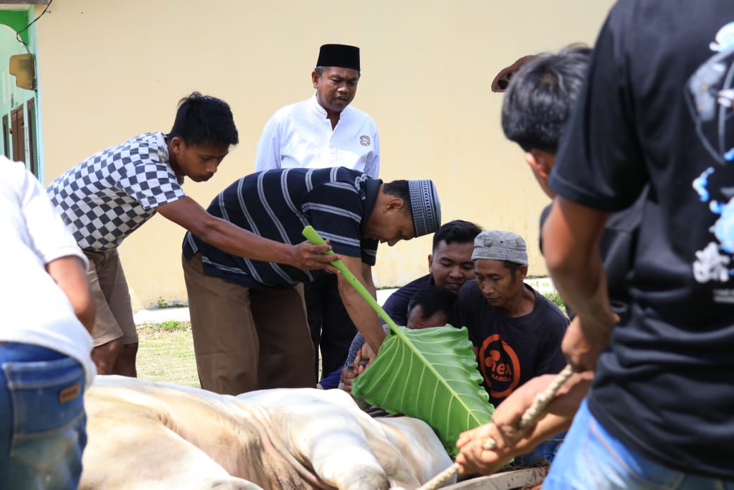 TINJAU: Bupati Darma Wijaya  meninjau pemotongan hewan kurban di Kecamatan Dolok Masihul. FOTO: FADLY/SUMUT POS