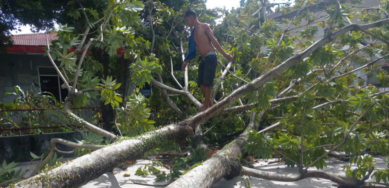 TUMBANG: Angin kencang yang melanda kota Medan mengakibat 15 pohon tumbang, Selasa (10/6). foto: MARKUS/SUMUT POS