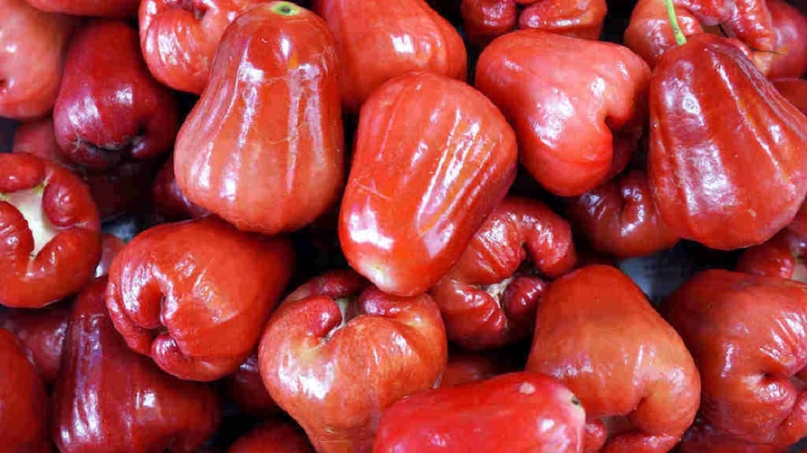 Manfaat jambu air bagi ibu hamil.  (foto: nesiaverse.com)