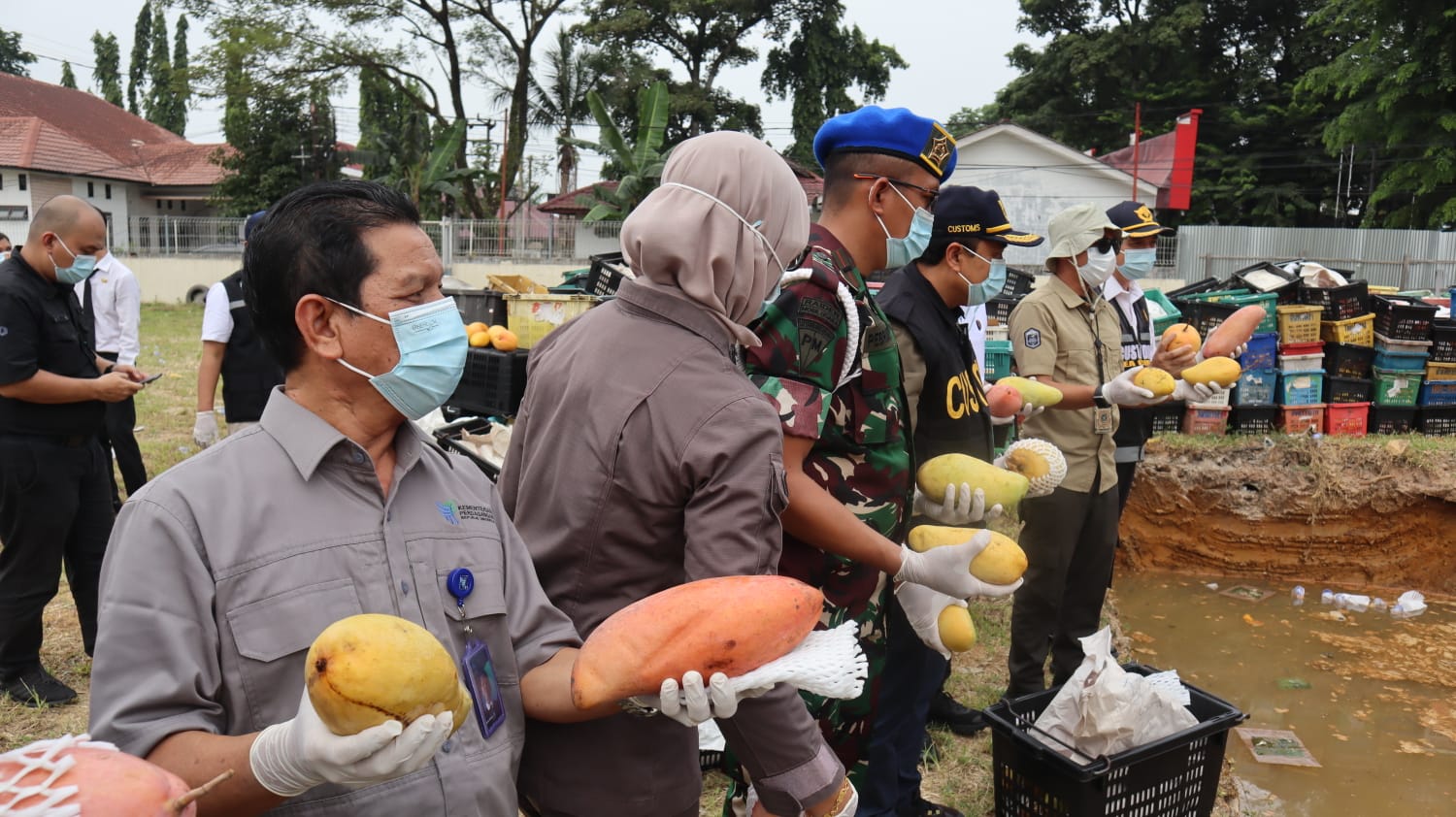MUSNAHKAN: Tim Gabungan dari Bea Cukai (BC) Sumut, dan Balai Besar Karantina Hewan, Ikan dan Tumbuhan (BBKHIT) musnagkan mangga berpenyakit asal Malaysia. (foto: Istimewa/Sumut Pos)