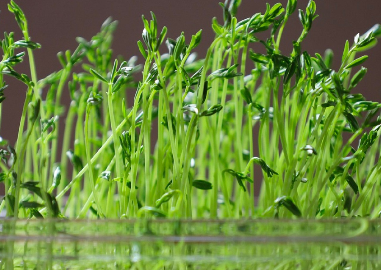 Tanaman Microgreen.