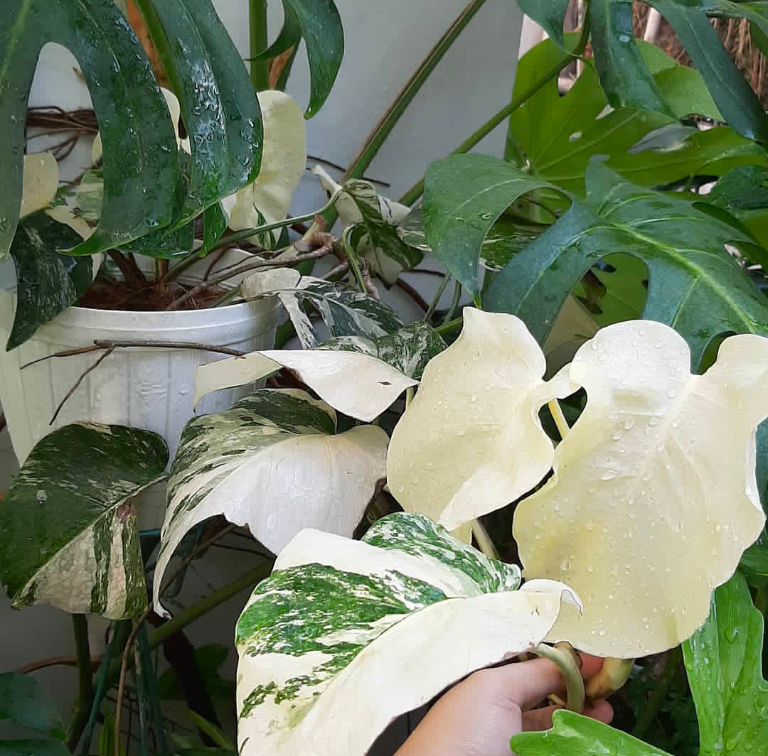 variegata putih.