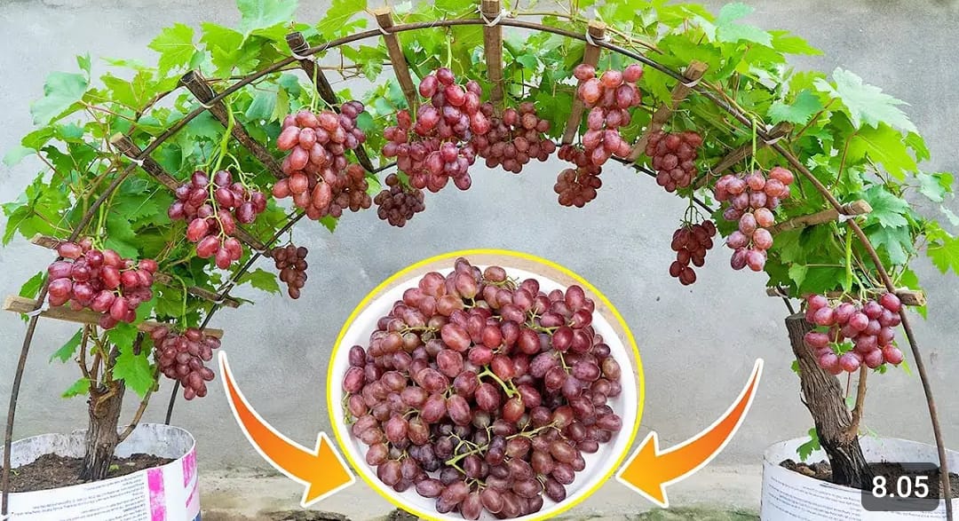 Tanaman Anggur dalam bentuk gerbang. Foto : tangkapan layar youtube Terrace&nbsp;Garden&nbsp;Idea.