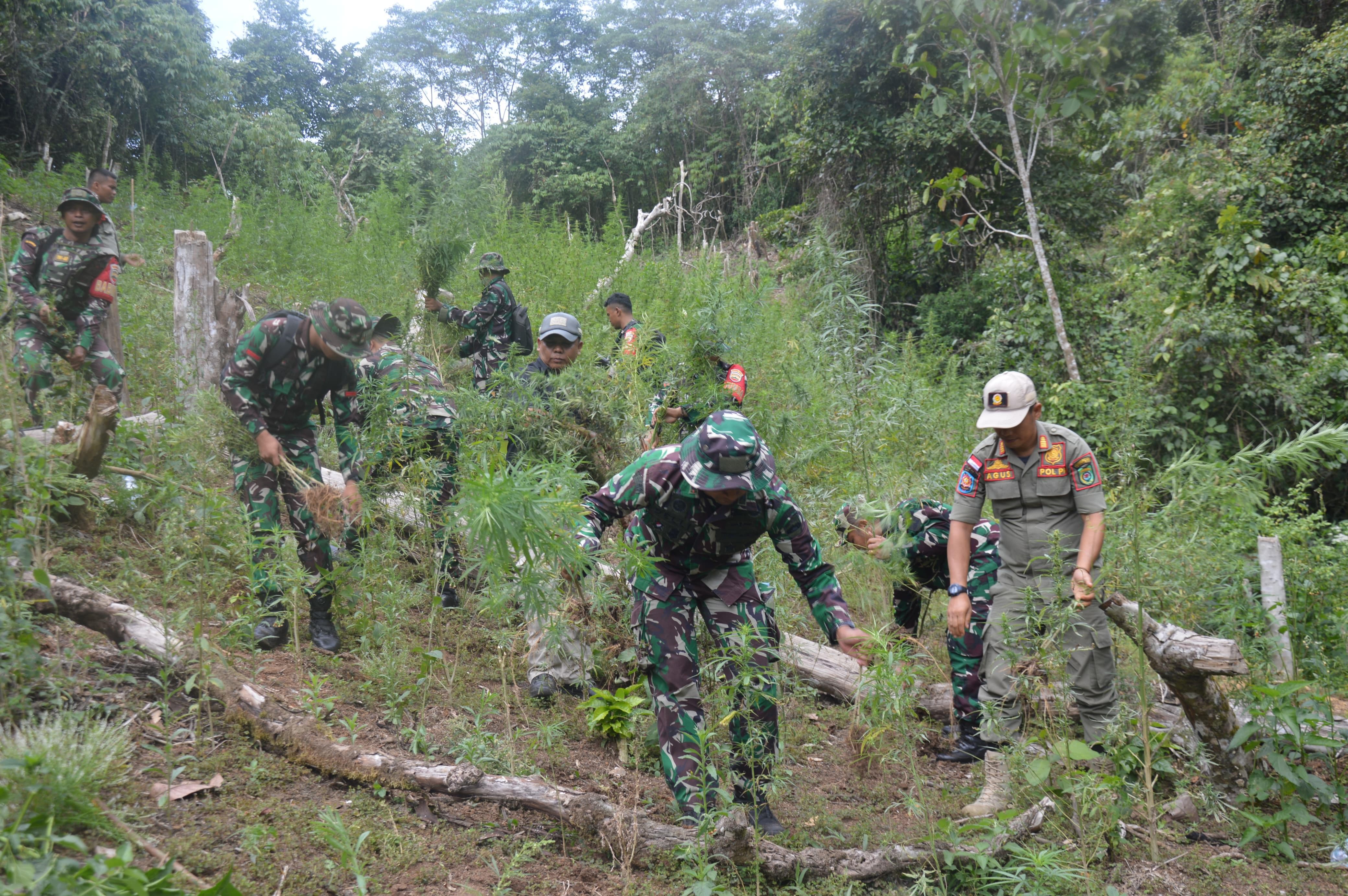 MUSNAHKAN: TNI Bersama Tim Patroli Gabungan saat memusnahkan ladang ganja, di Perbukitan Tor Sihite, Desa Rao Rao Dolok, Kecamatan Tambangan, Madina.