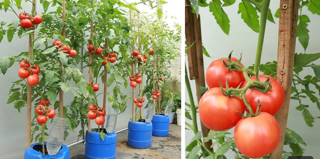 Tomat dalam pot. Foto : YouTube Balcony&nbsp;&&nbsp;Garden.