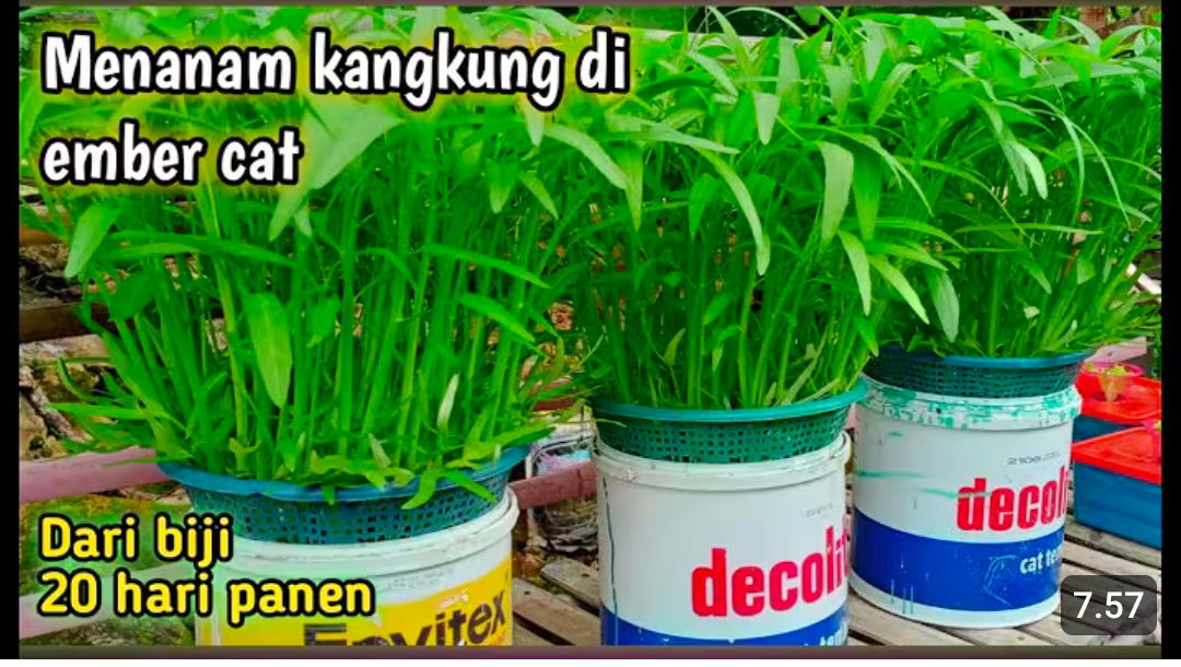 Tanaman kangkung di dalam ember. Foto : YouTube Tanam Menanam