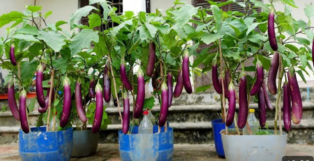 Tangkap layar YouTube DIY Garden.