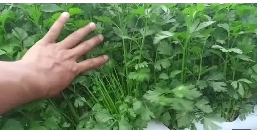 Seledri hidroponik. Foto : youtube Agropedia.