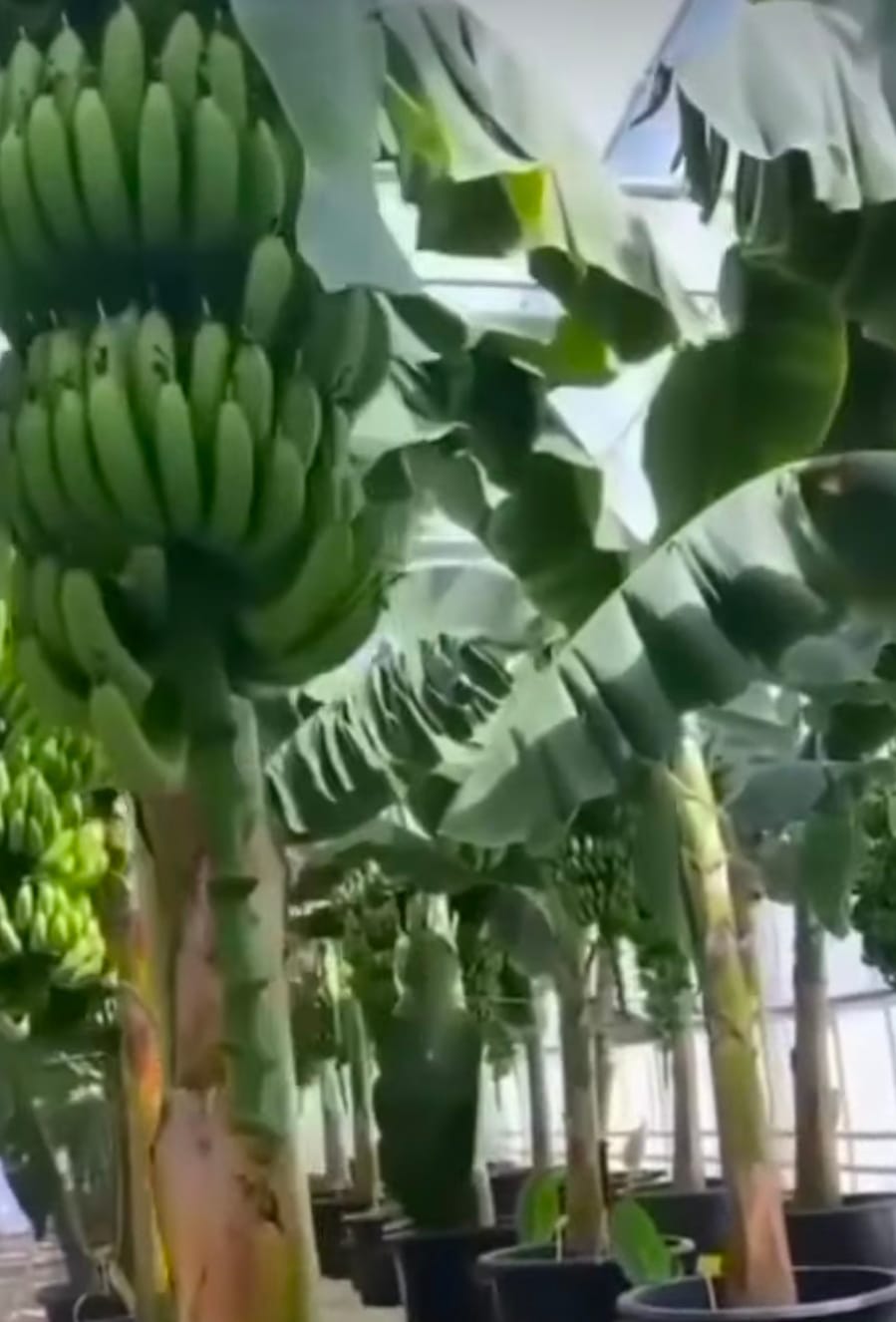 Pisang dalam pot. ( Tangkapan layar youtube Miftah Bonsai)