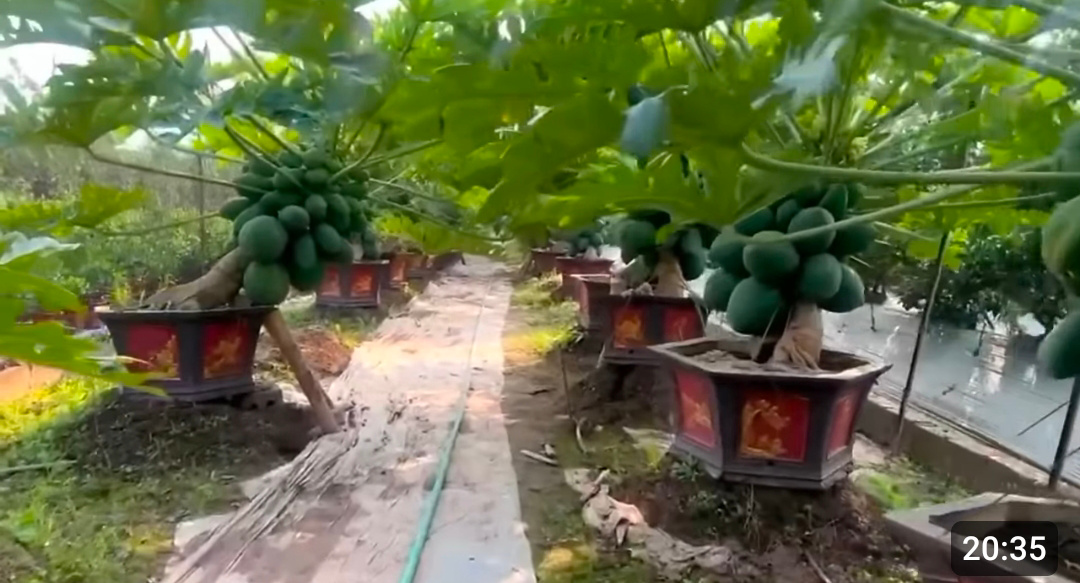 Pepaya dalam pot. (Tangkapan layar YouTube Tung&nbsp;Garden).