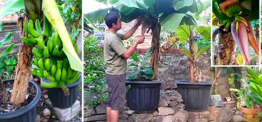 Tanaman pisang dalam pot. (Kanal YouTube Praja&nbsp;Wiratpa)