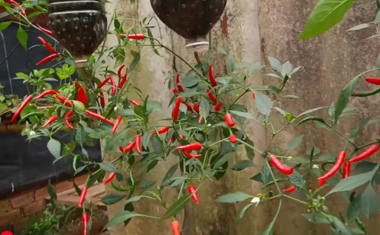 Cabai rawit. (YouTube DVD Garden)