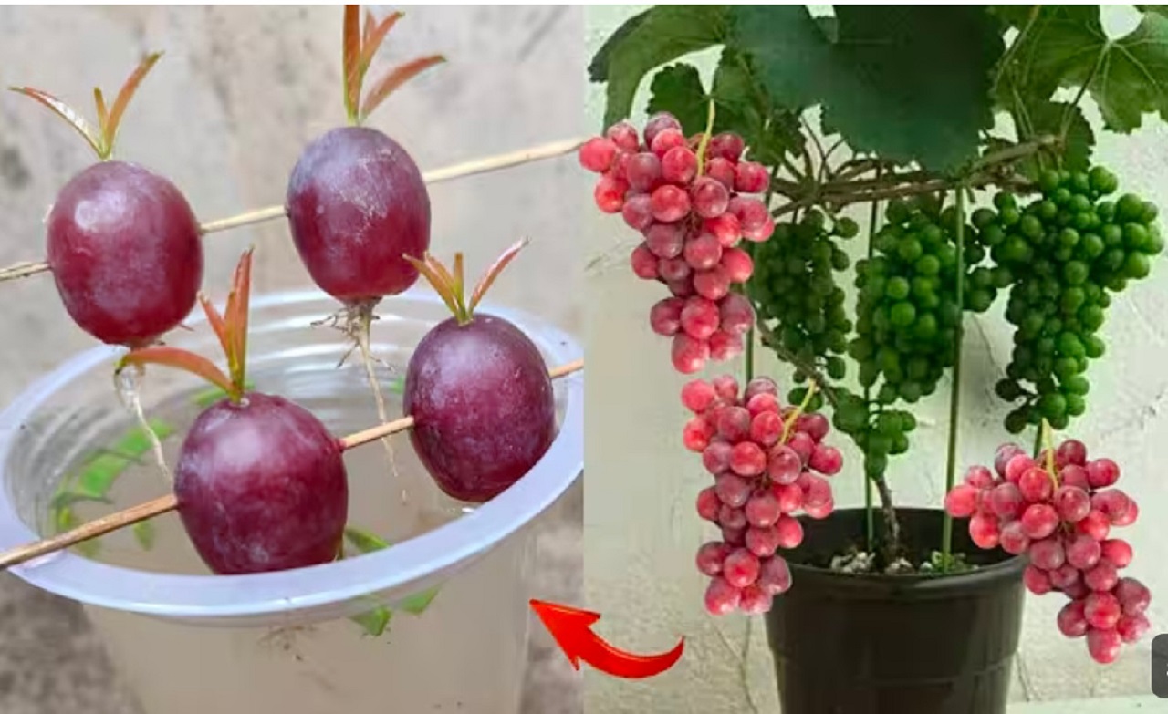 Menaman anggur dari biji (youtube Gardening&nbsp;Ideas).