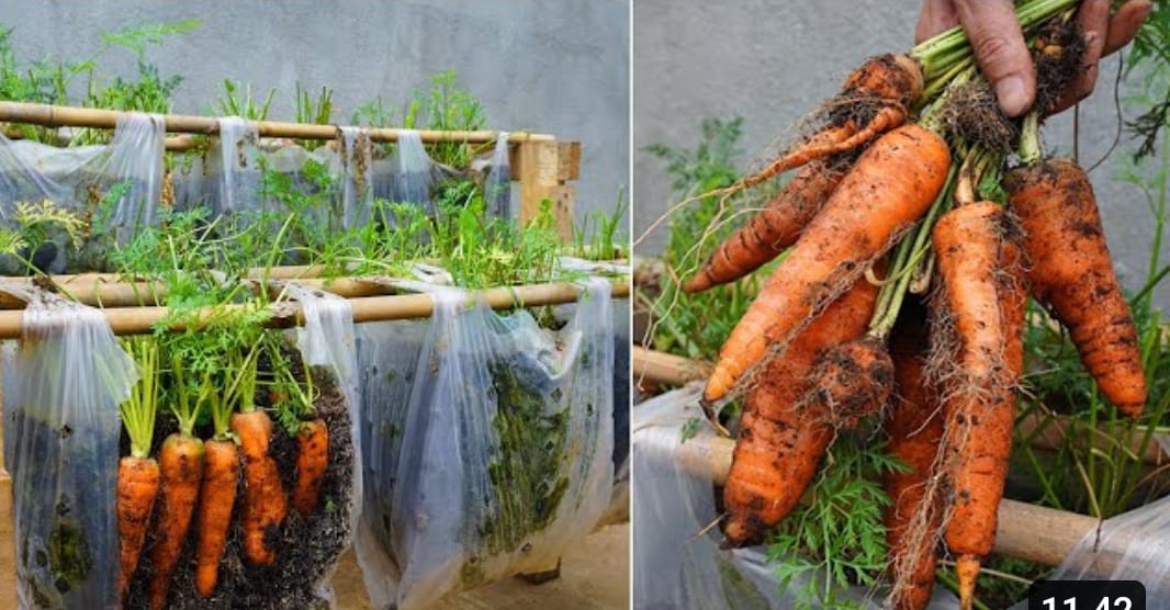 Menanam wortel dalam media plastik.  (Youtube Terace&nbsp;Garden)