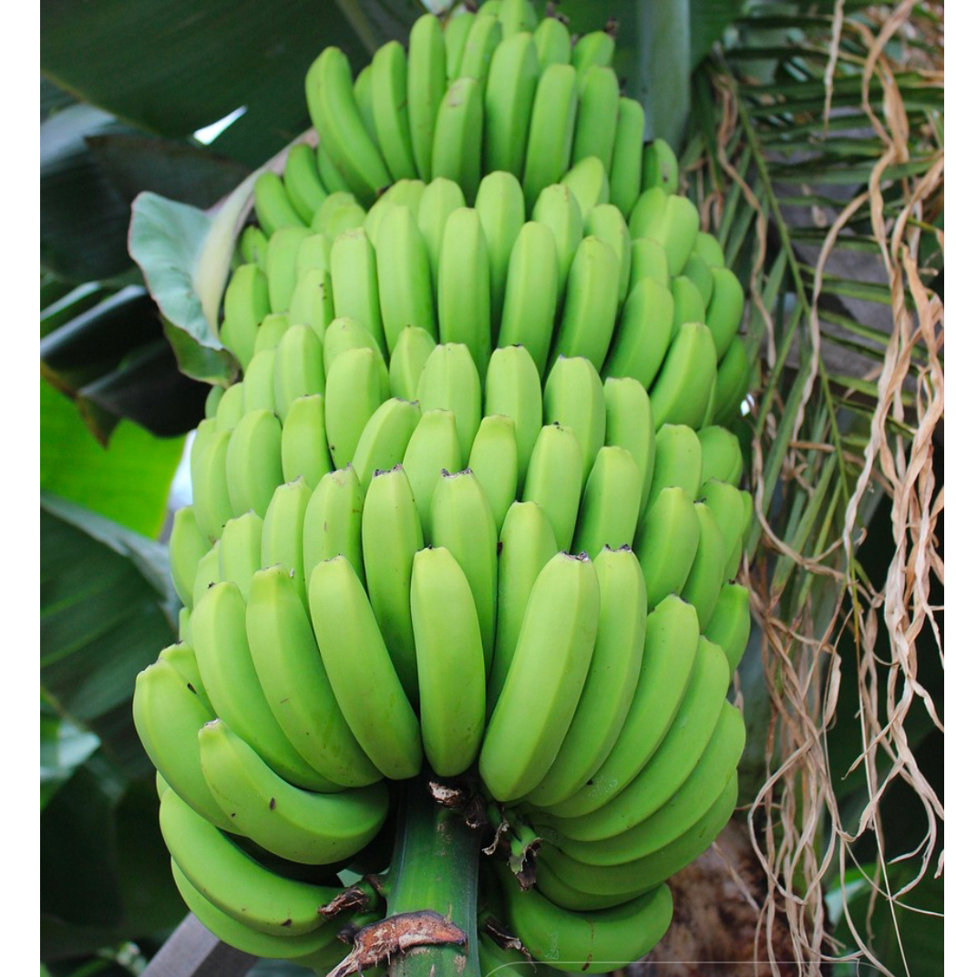 Pisang berbuah lebat. (pikabay.com).