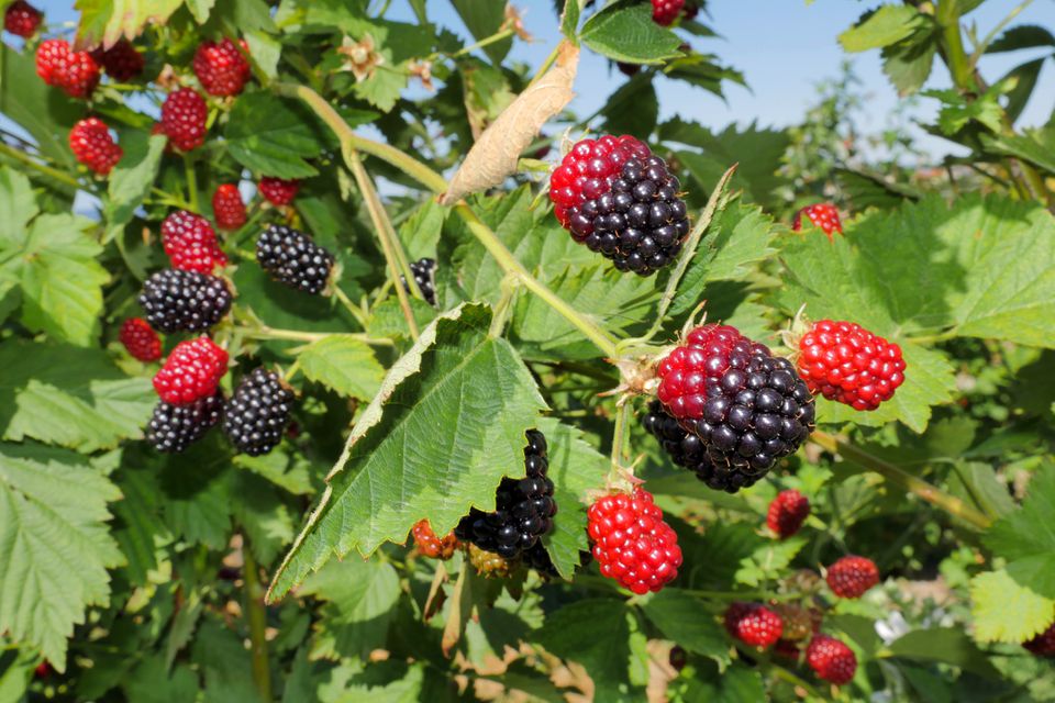 Blackberry