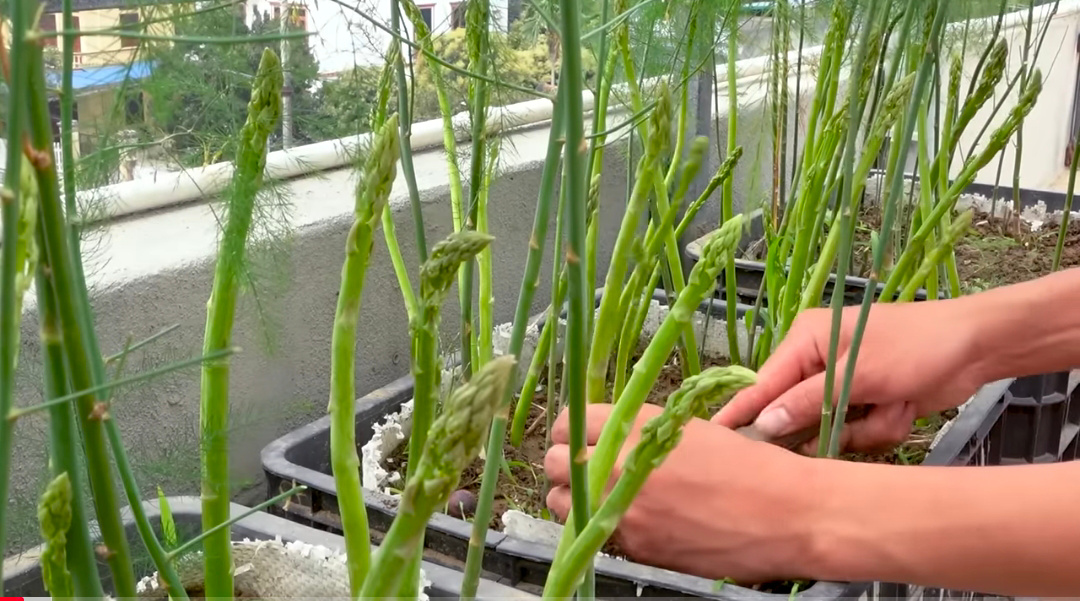 Asparagus dalam  pot ( youtube DIY Gardening)